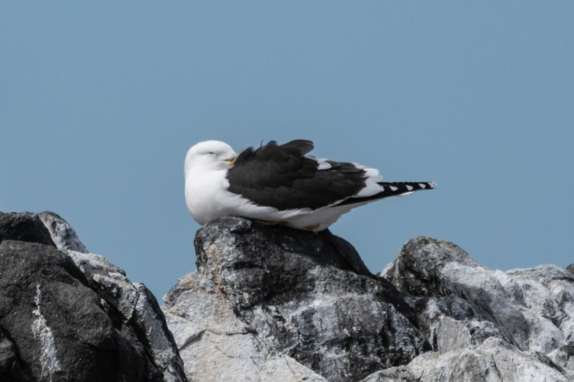 Kelp Gull, Bruny Island, Tas
