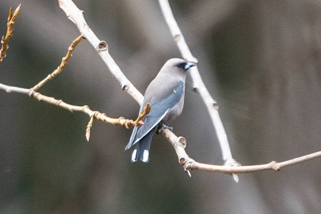 Dusky Wood Swallow, Bruny Island, Tas