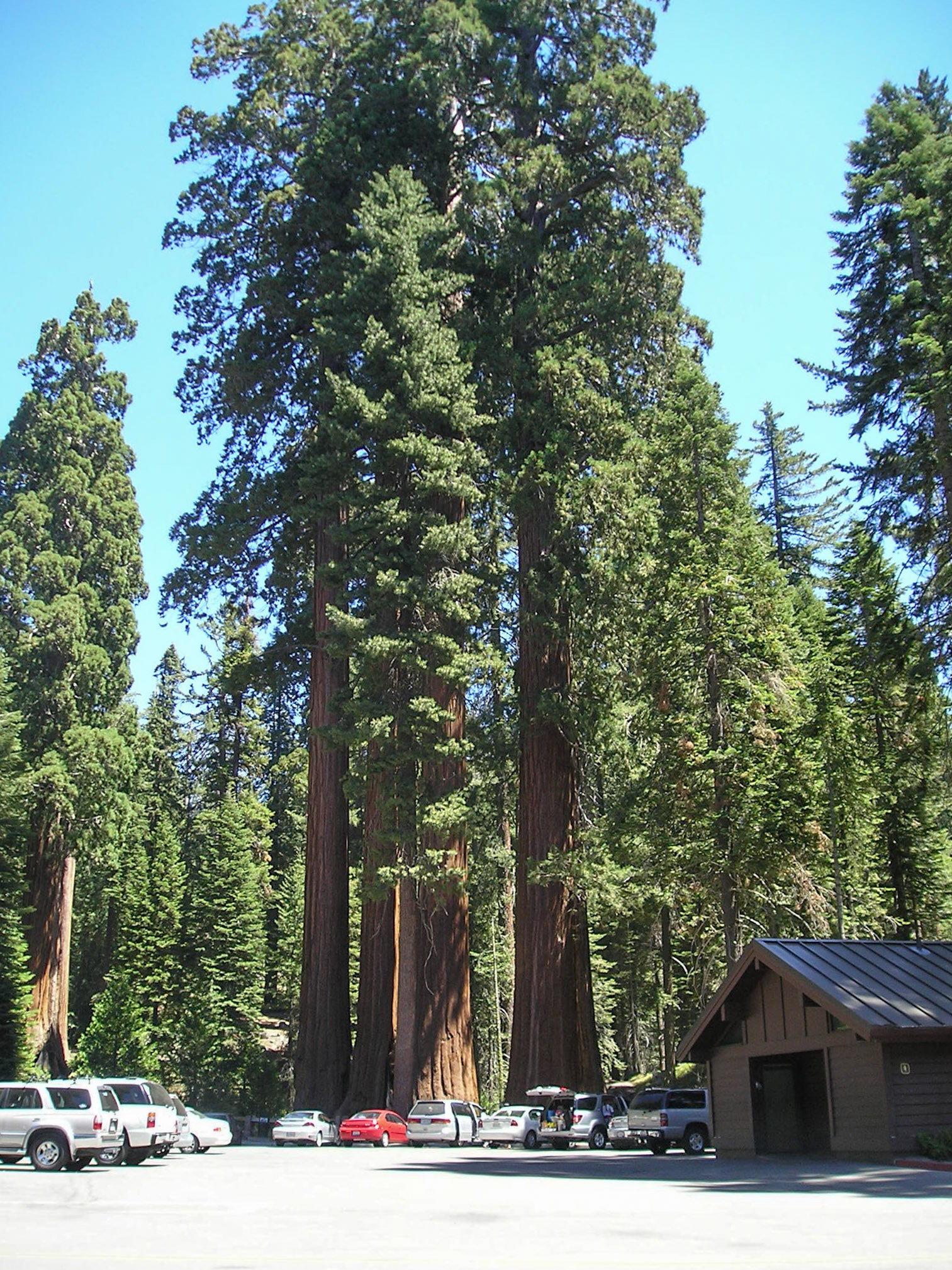 Sequoia National Park