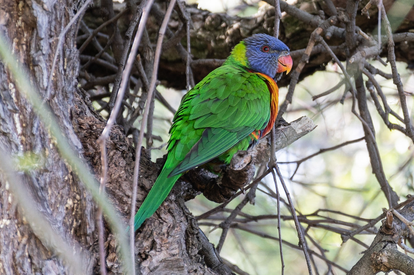 Rainbow Lorikeet, Perth, WA