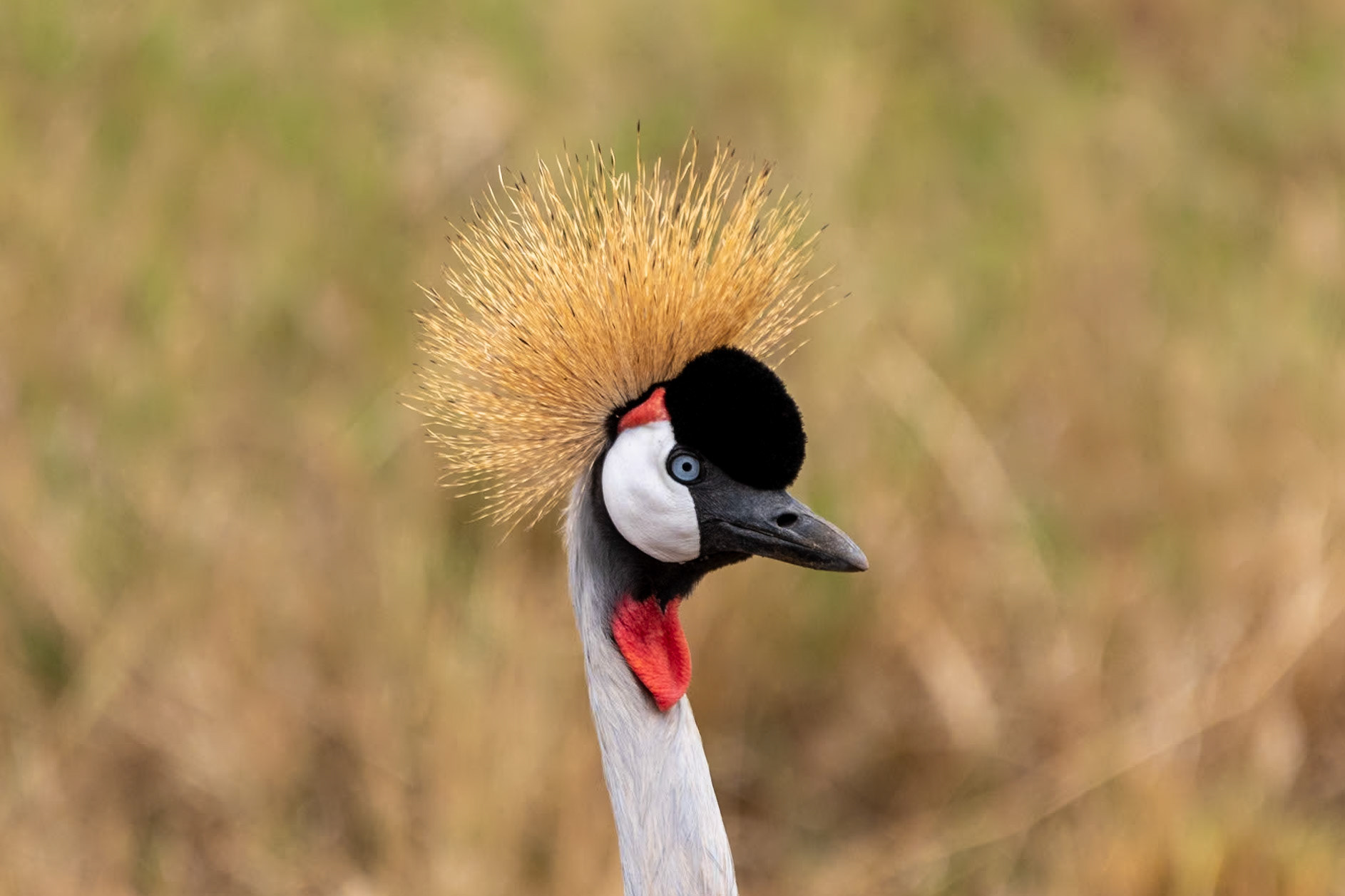 Grey Crowned Crane, Ngorongoro Crater, Tanzania