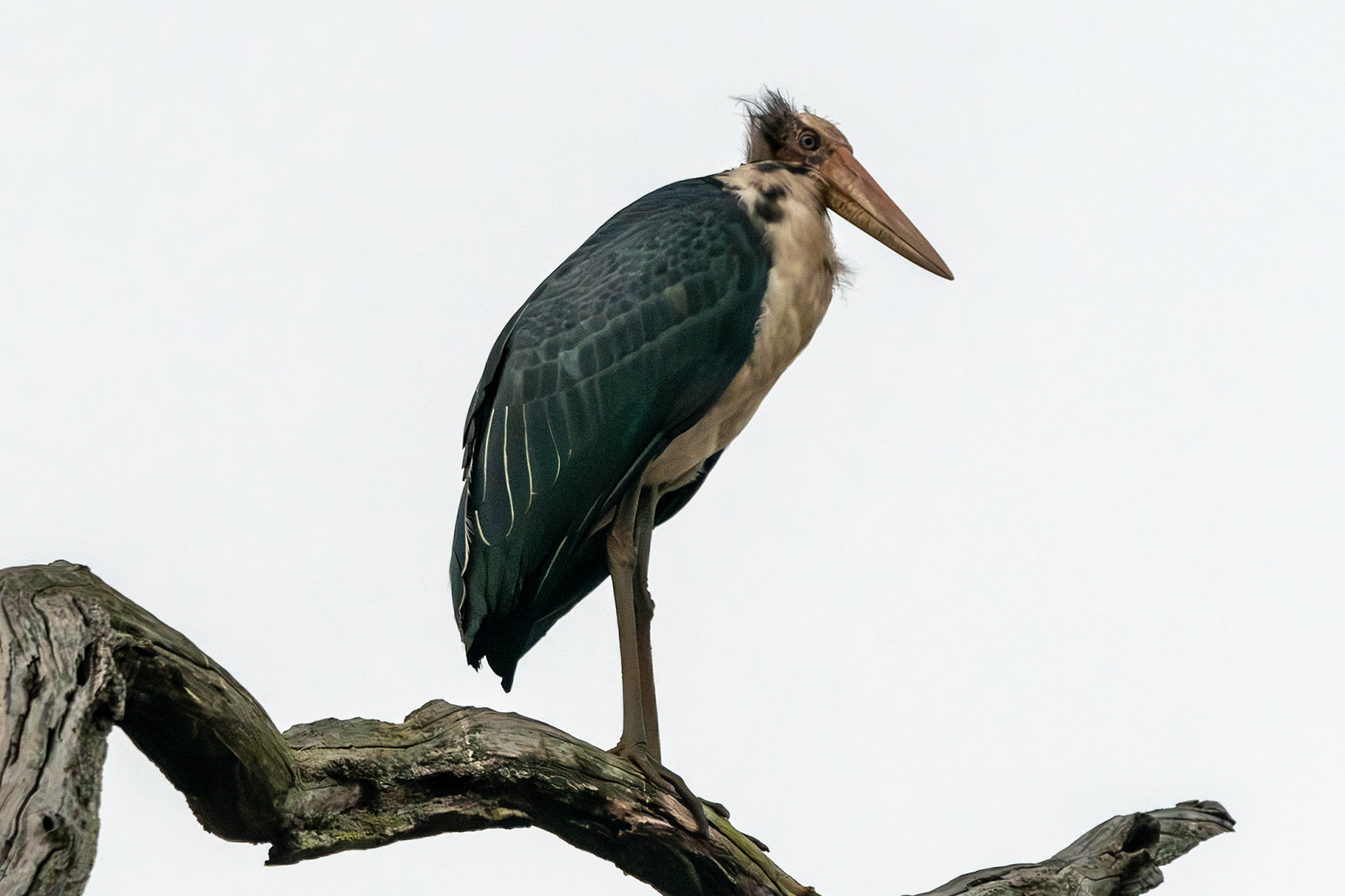 Lesser Adjutant Stork, Bandhavgarh