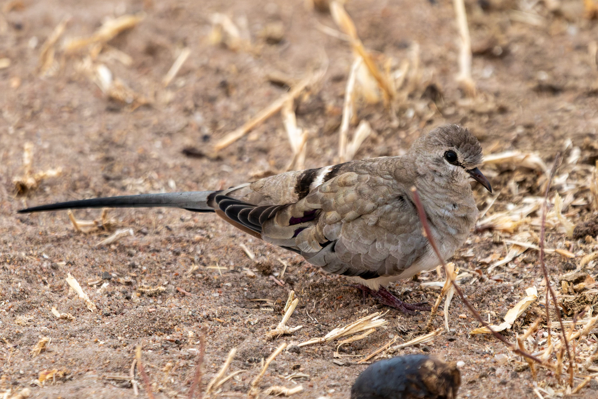 Black-billed Wood Dove, Tarangire National Park