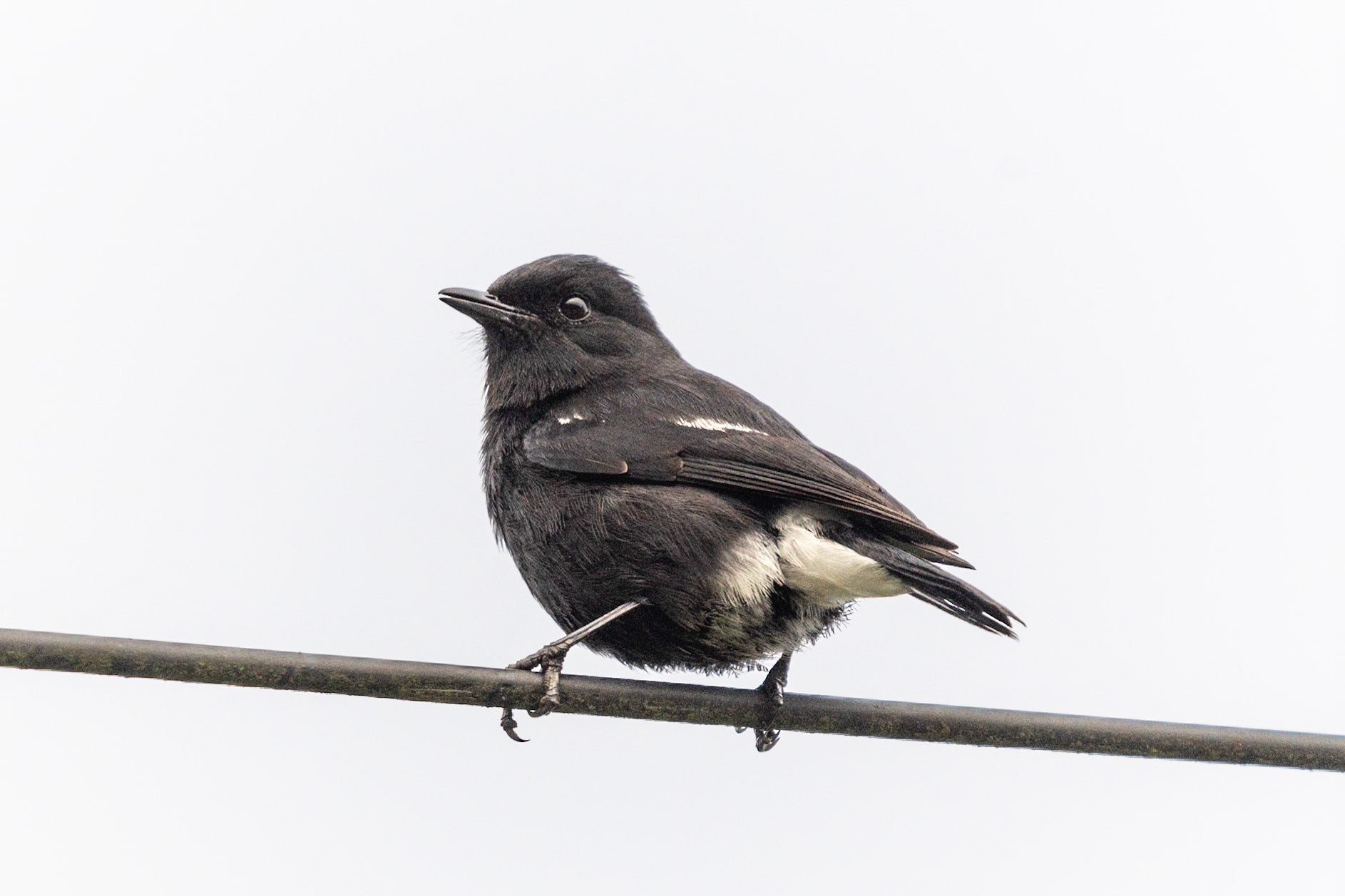 Pied Bushchat (m), Coonoor