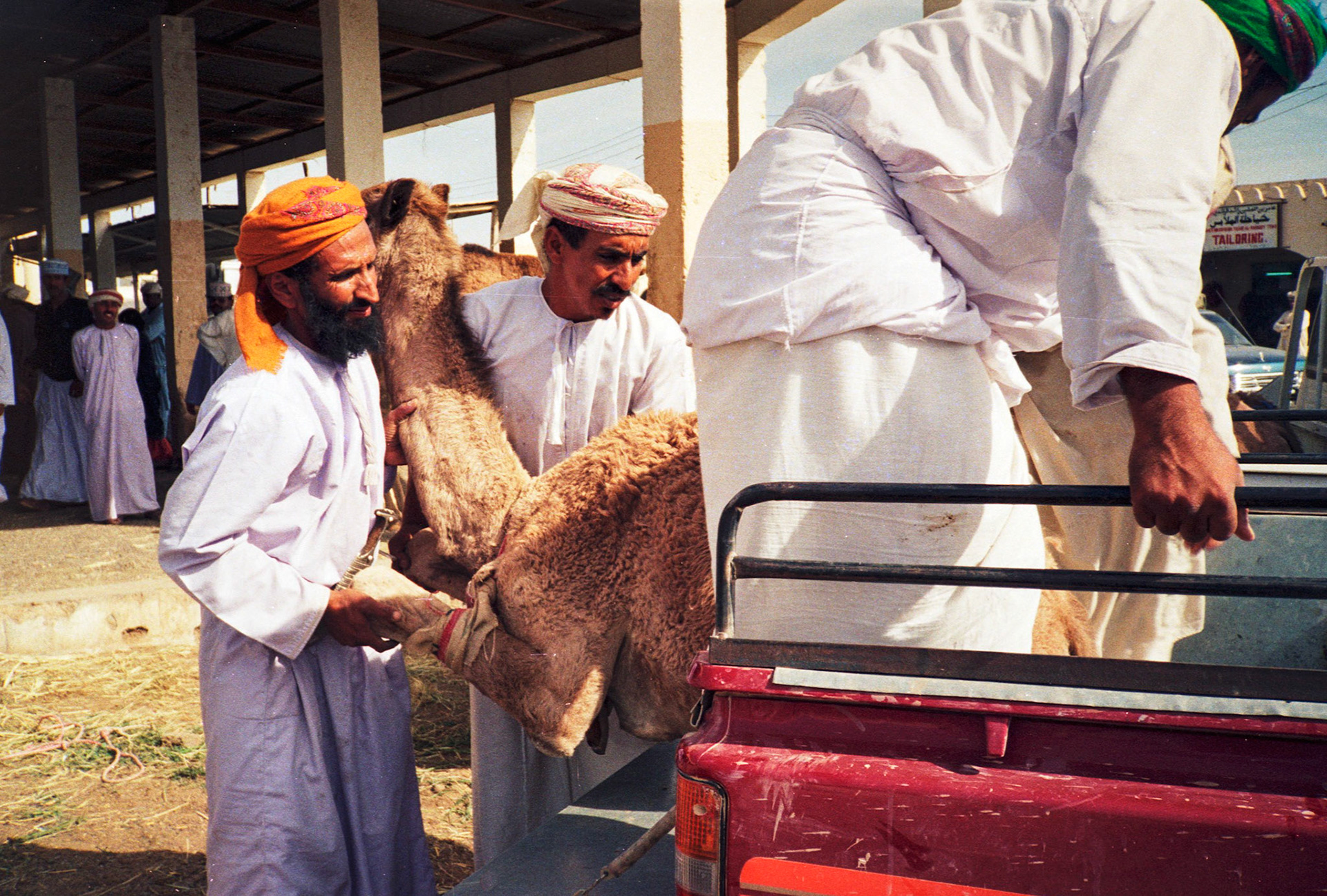 Loading camel on to pick-up, Sanaw