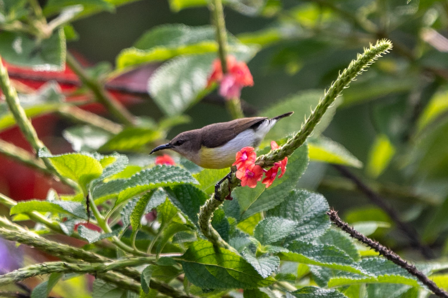 Purple-rumped Sunbird (f), Kabini