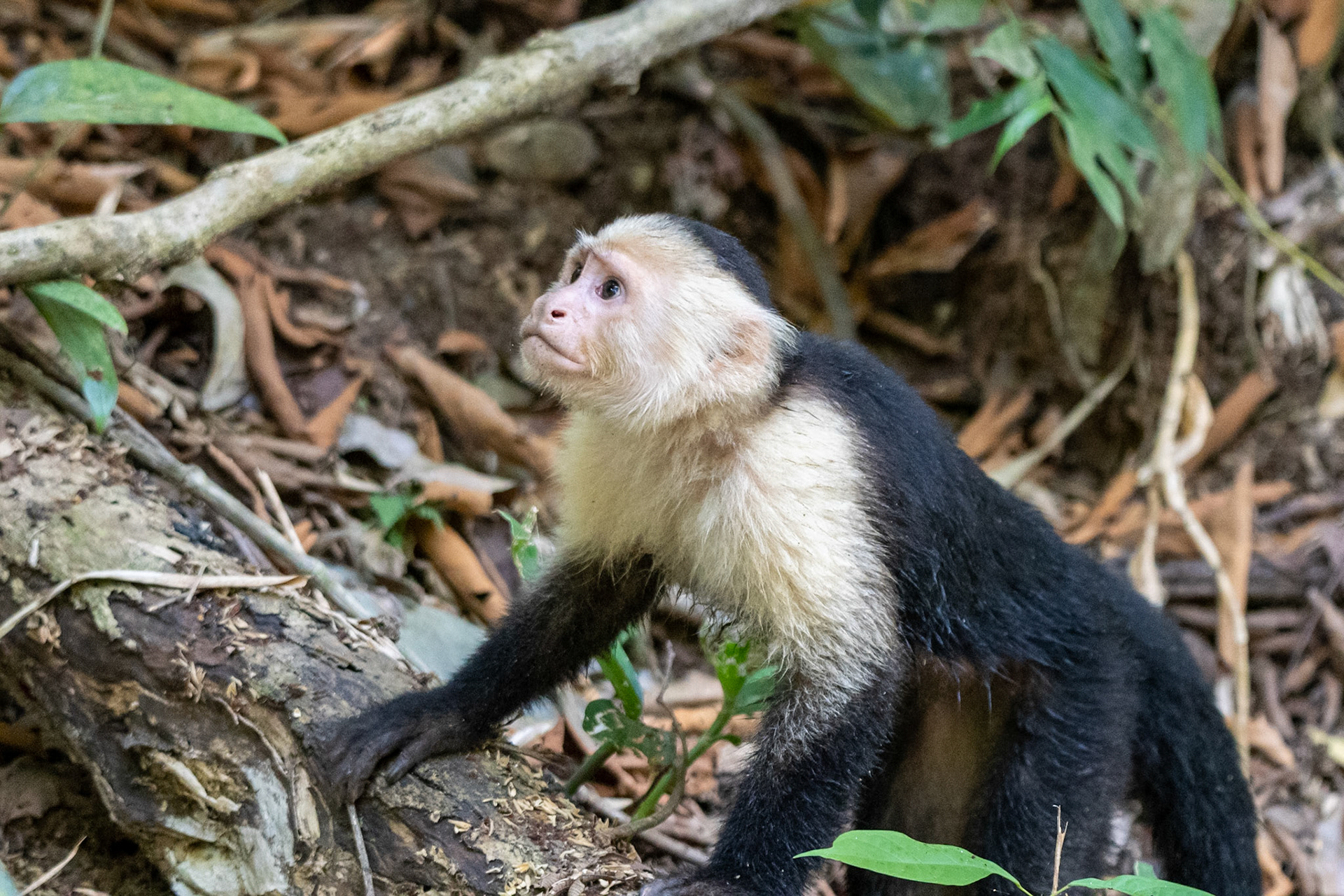 Panamanian White-faced Capuchin, Manuel Antonio, Costa Rica