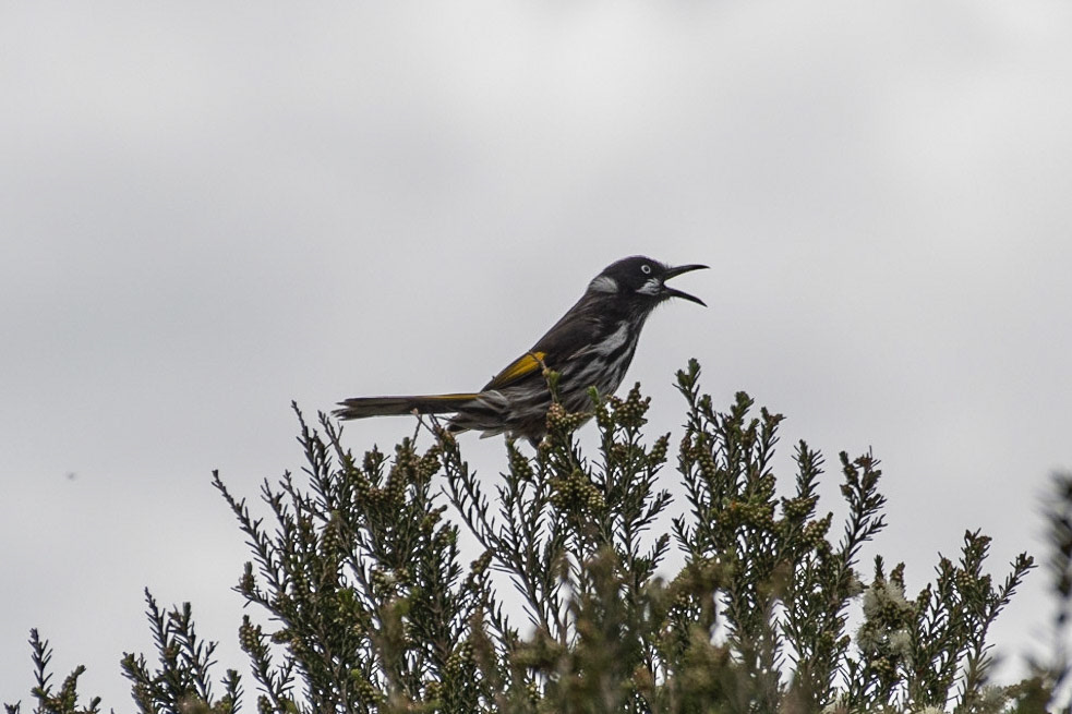 White-cheeked Honey-eater, Binalong Bay, Tas
