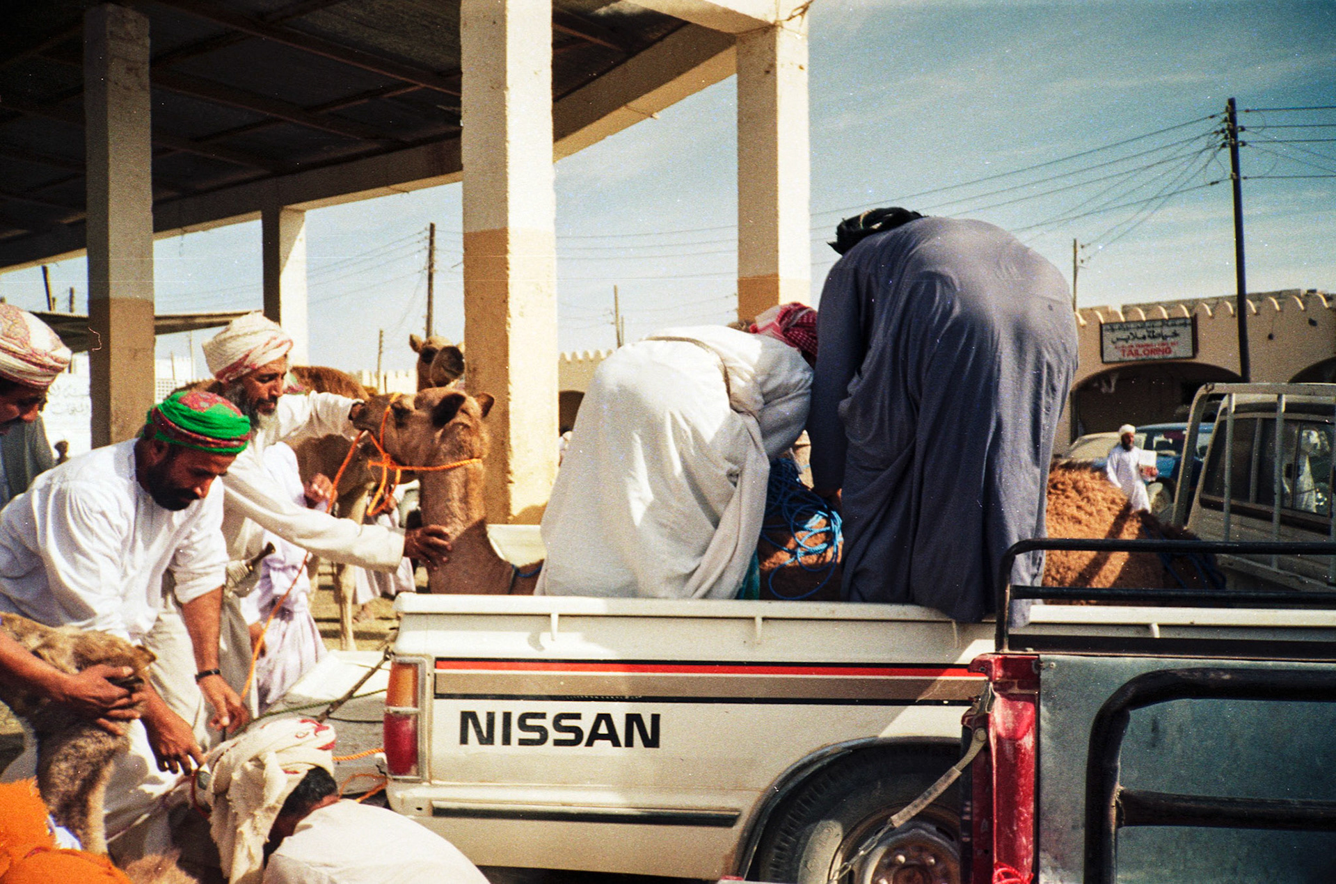 Loading camel on to pick-up, Sanaw