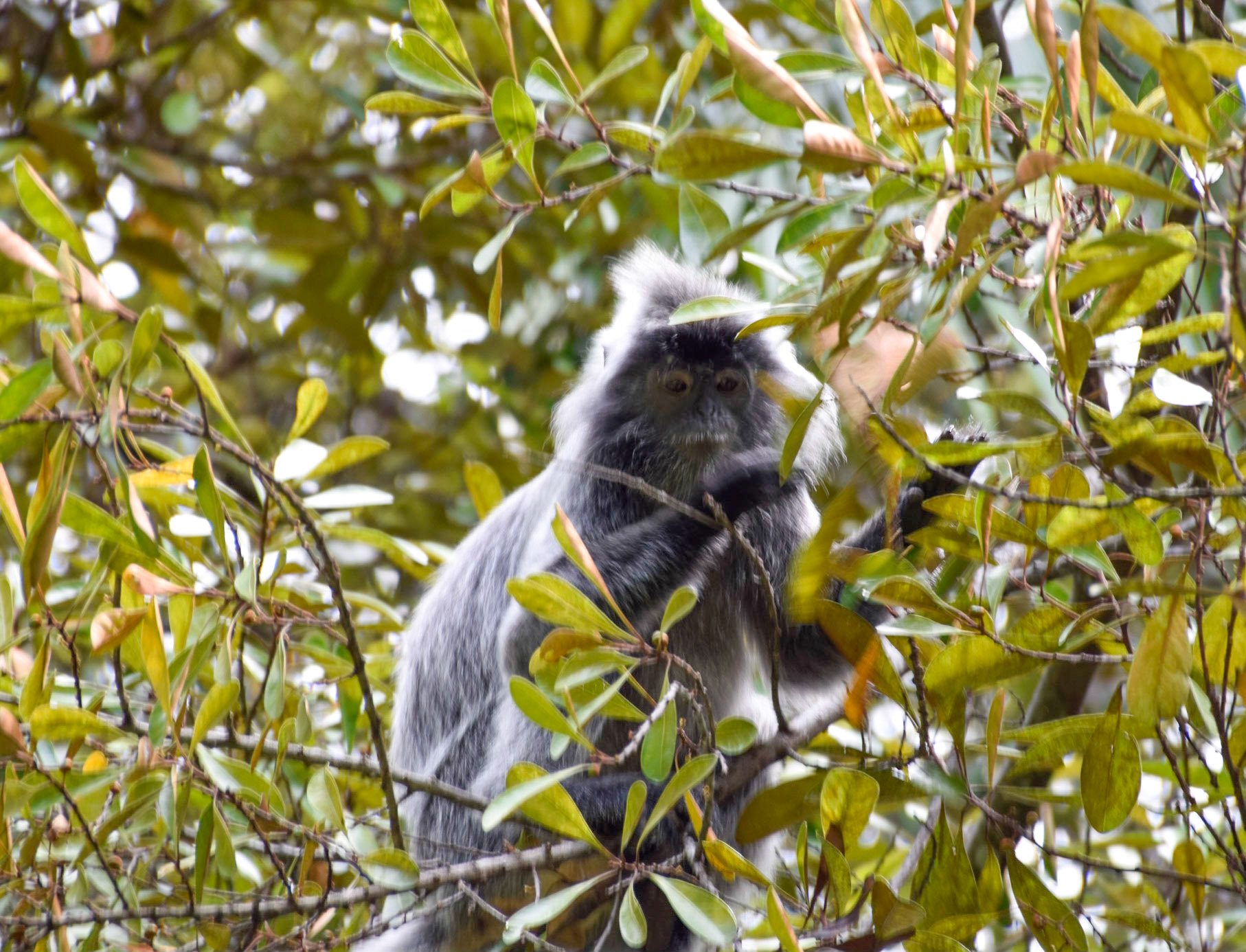 Silvery Lutung (Silvered Leaf monkey), Bako National Park, Malaysia
