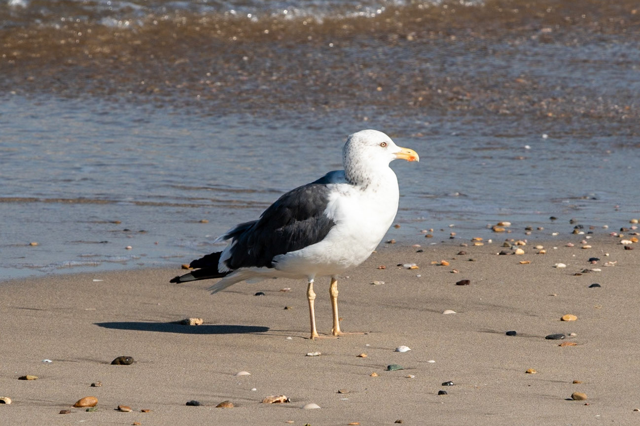 Lesser Black-backed Gull, Qurum, Muscat