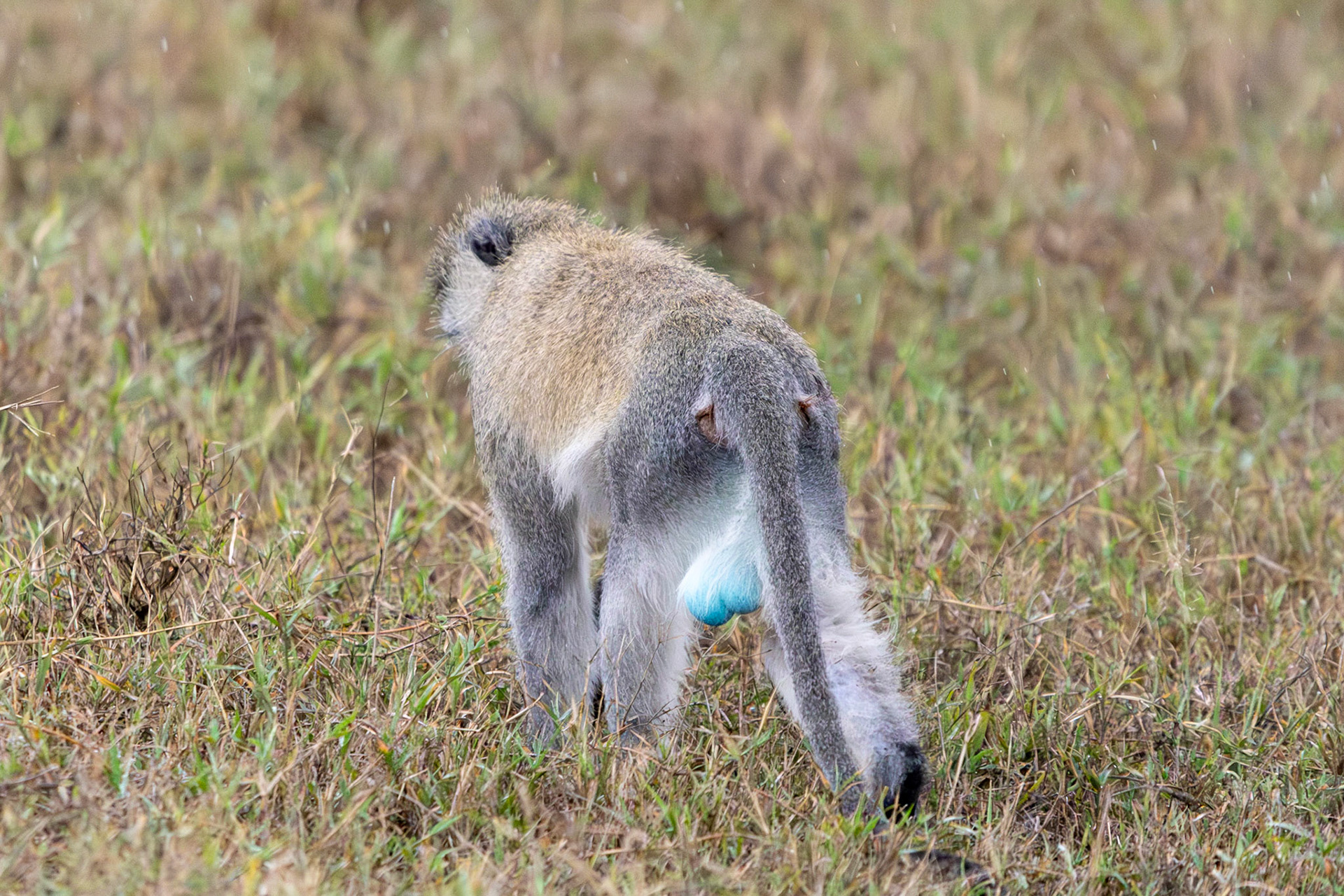 Black-faced Vervet Monkey, Lake Nakuru National Park, Kenya