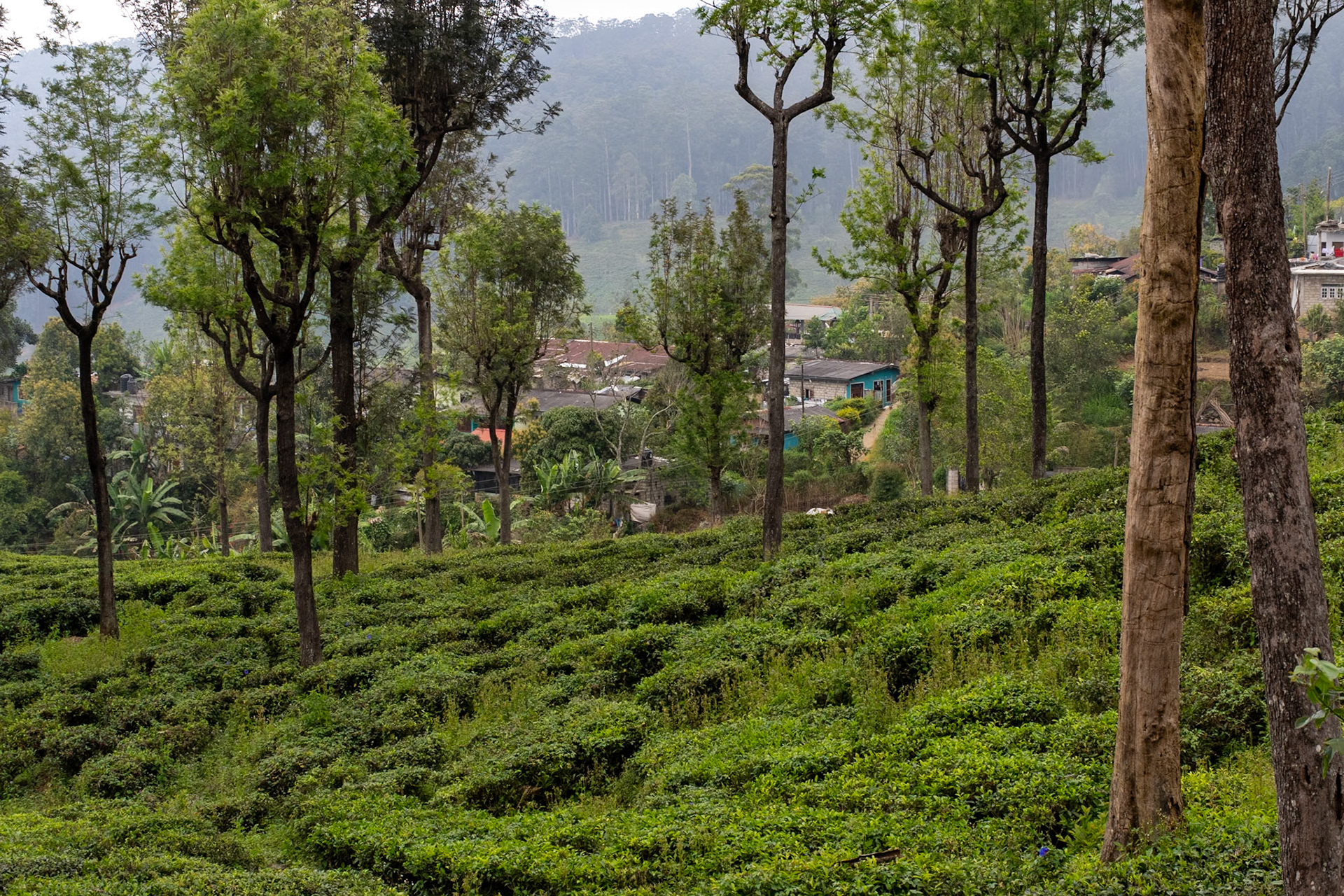 Tea plantation, en route to Sinharaja