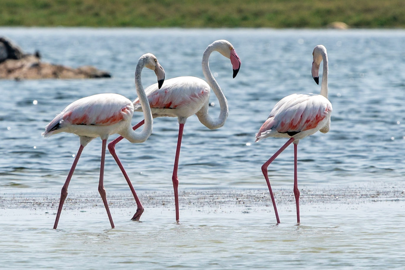 Greater Flamingoes, Wadi Ashawq, Salalah