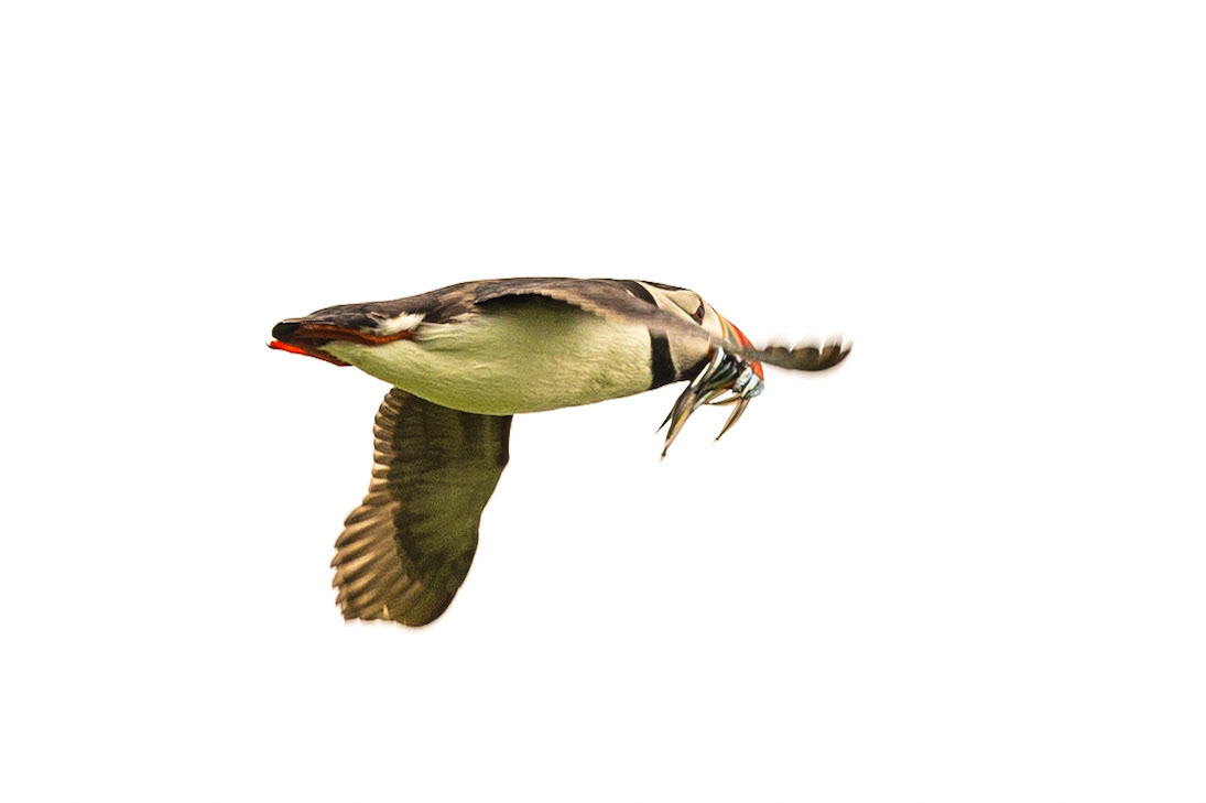 Puffin, Farne Islands, United Kingdom