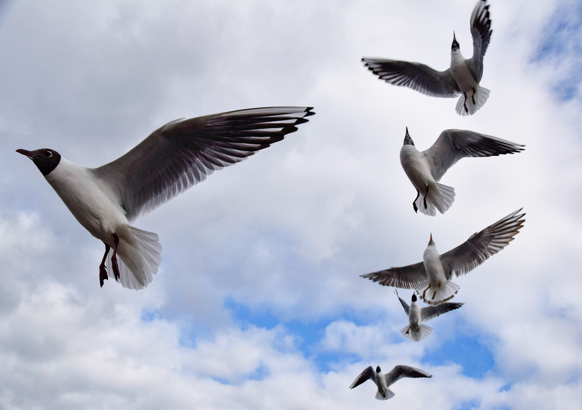 Black-headed Gulls, Marlow, United Kingdom