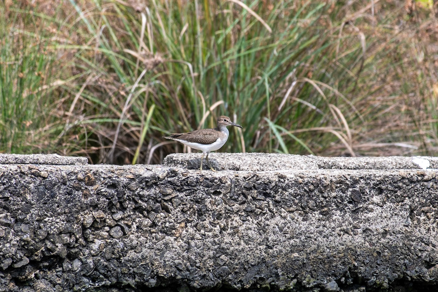 Common Sandpiper, Backwaters, Kochi