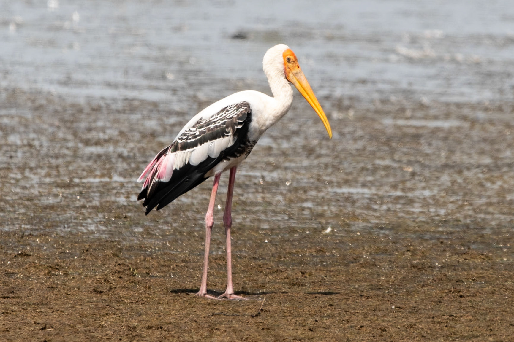 Painted Stork, en route to Mahabalipuram