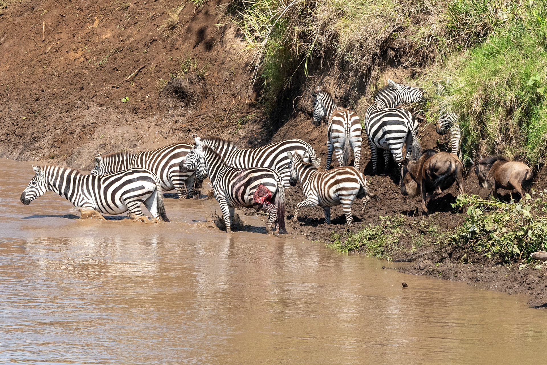 Wildebeests and Zebra crossing Mara River, Maasai Mara