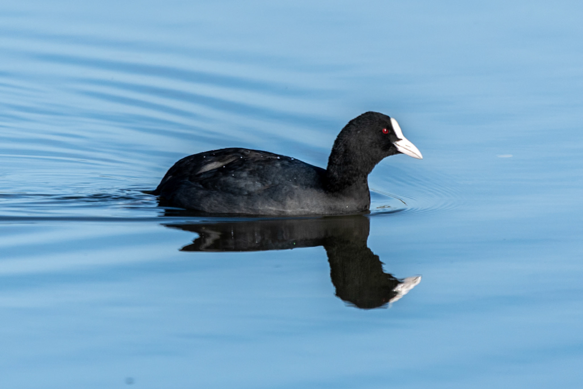 Coot, Barnes, United Kingdom