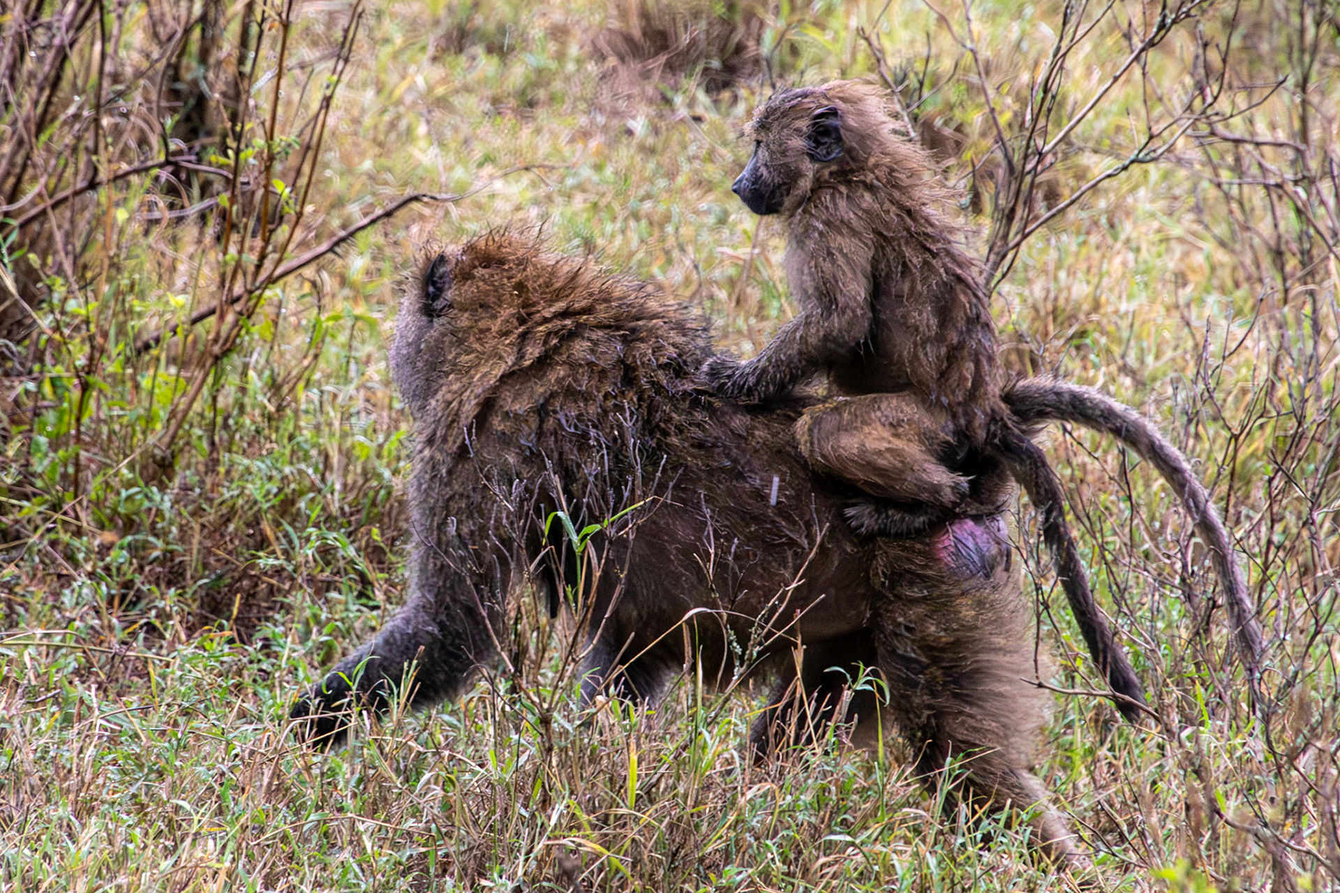 Baboons, Lake Nakuru National Park, Kenya