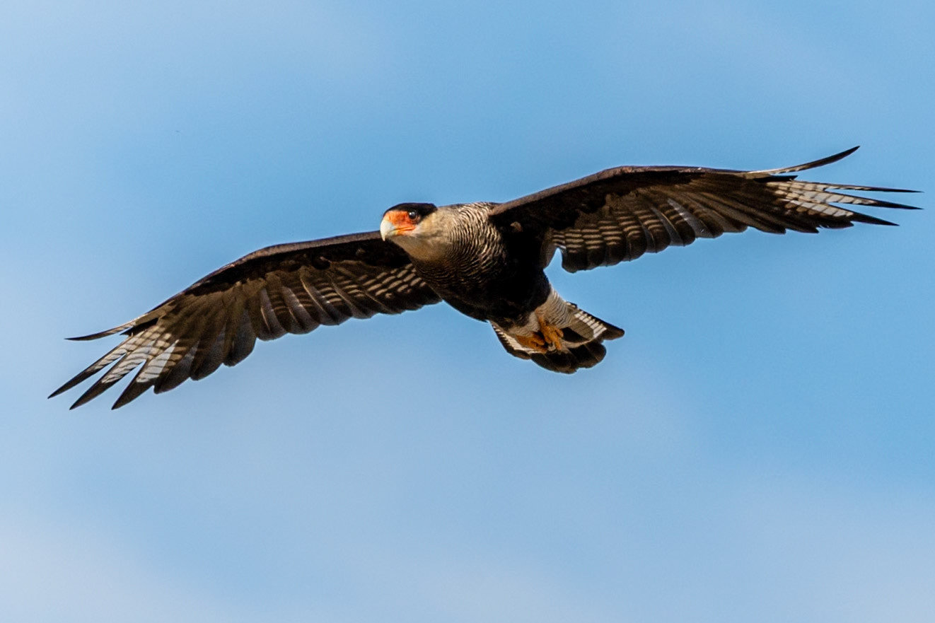 Crested Caracara, Torres del Paine NP