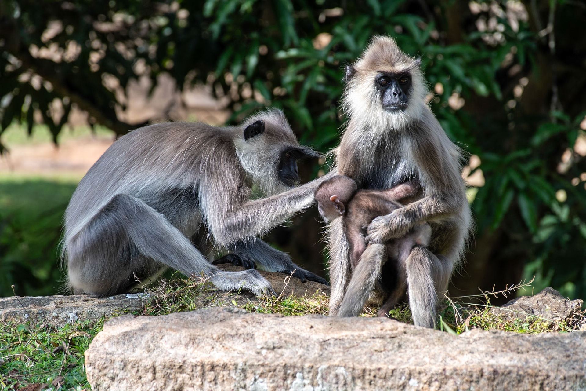 Gray Langurs, Mihindu Seya, Mihintale, Sri Lanka