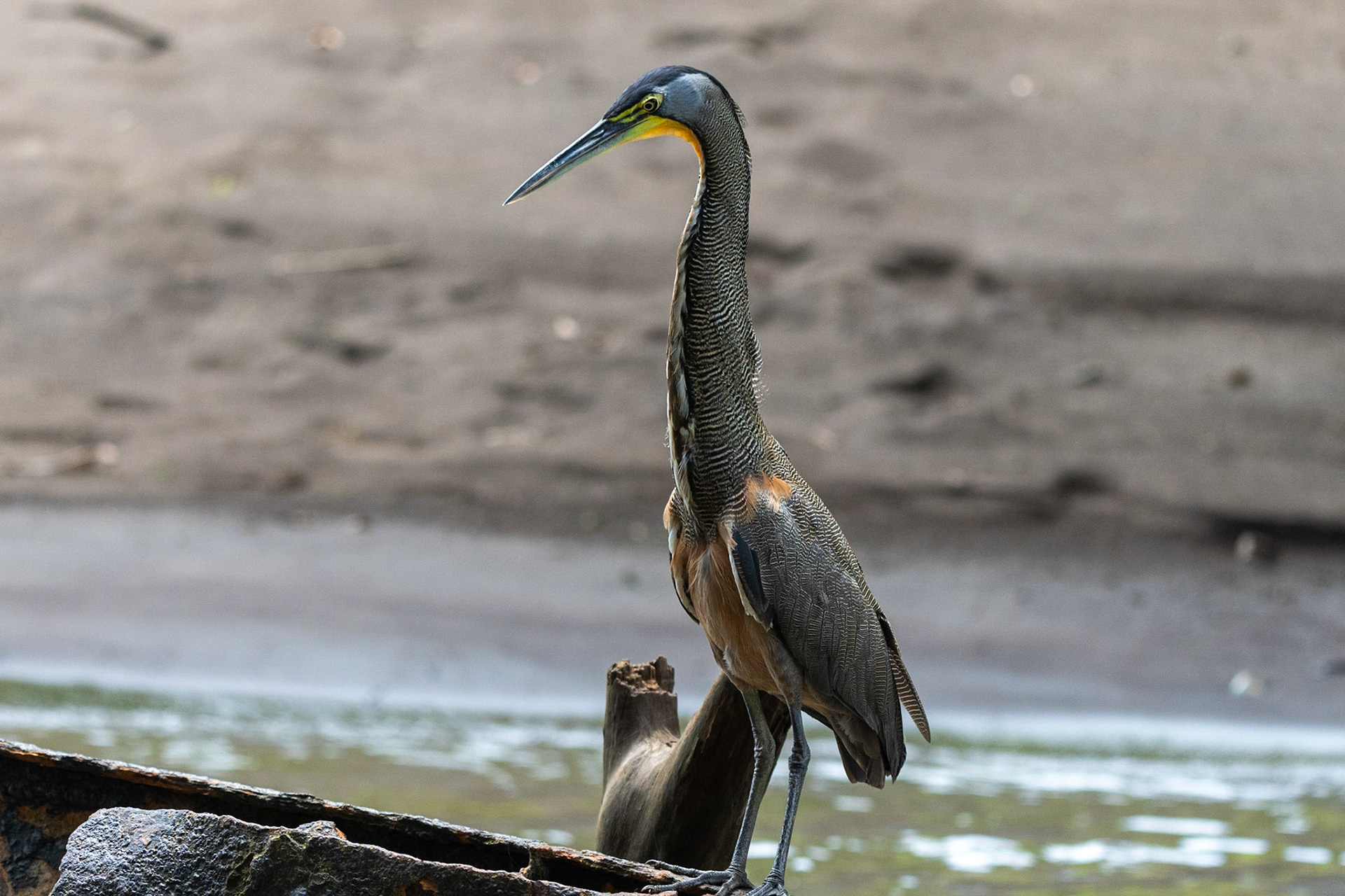 Bare-throated Tiger Heron, En route to Tortuguero