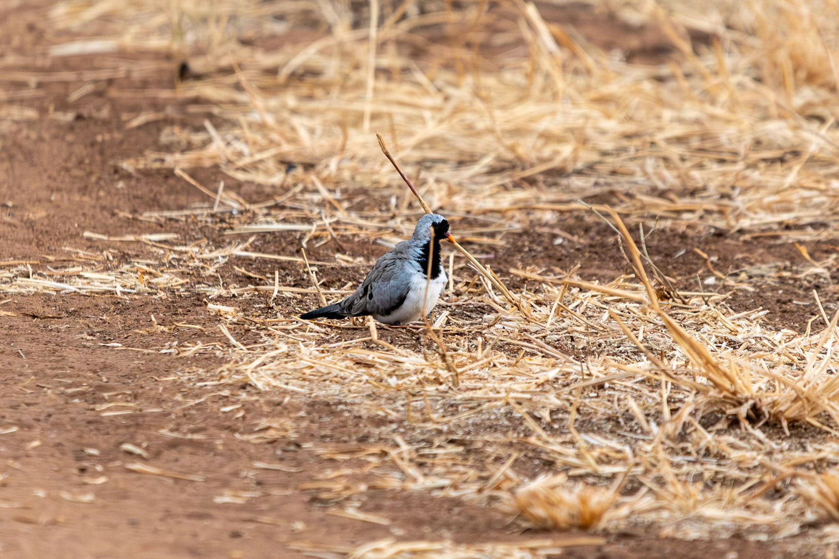 Namaqua Dove, Tarangire National Park