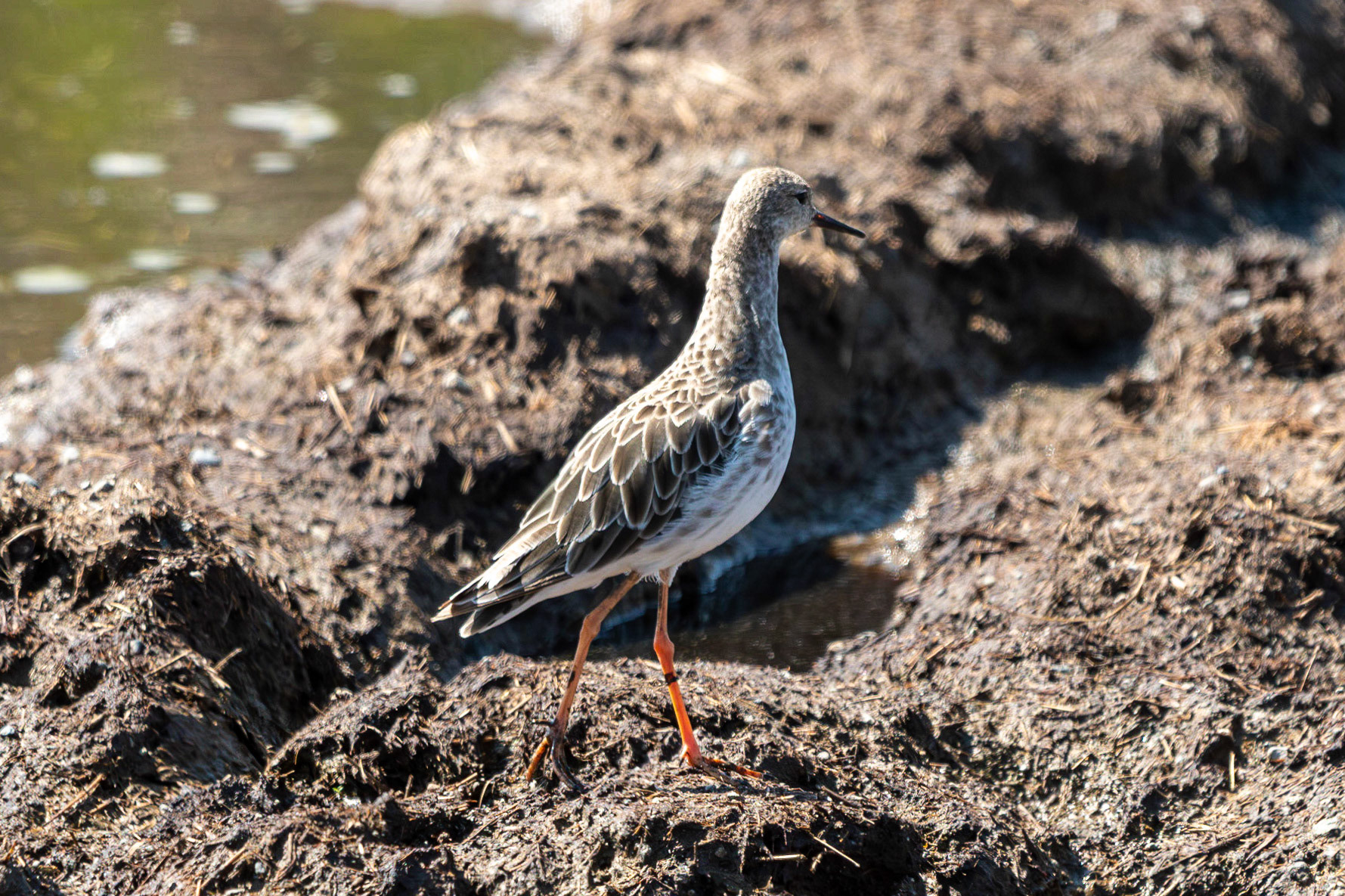 Ruff, Serengeti