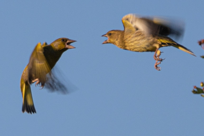 Greenfinches, Ham Lands, United Kingdom