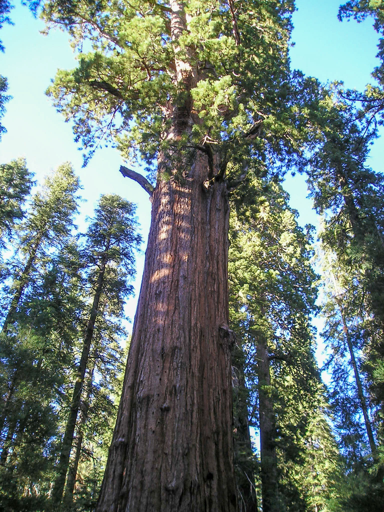 Sequoia National Park