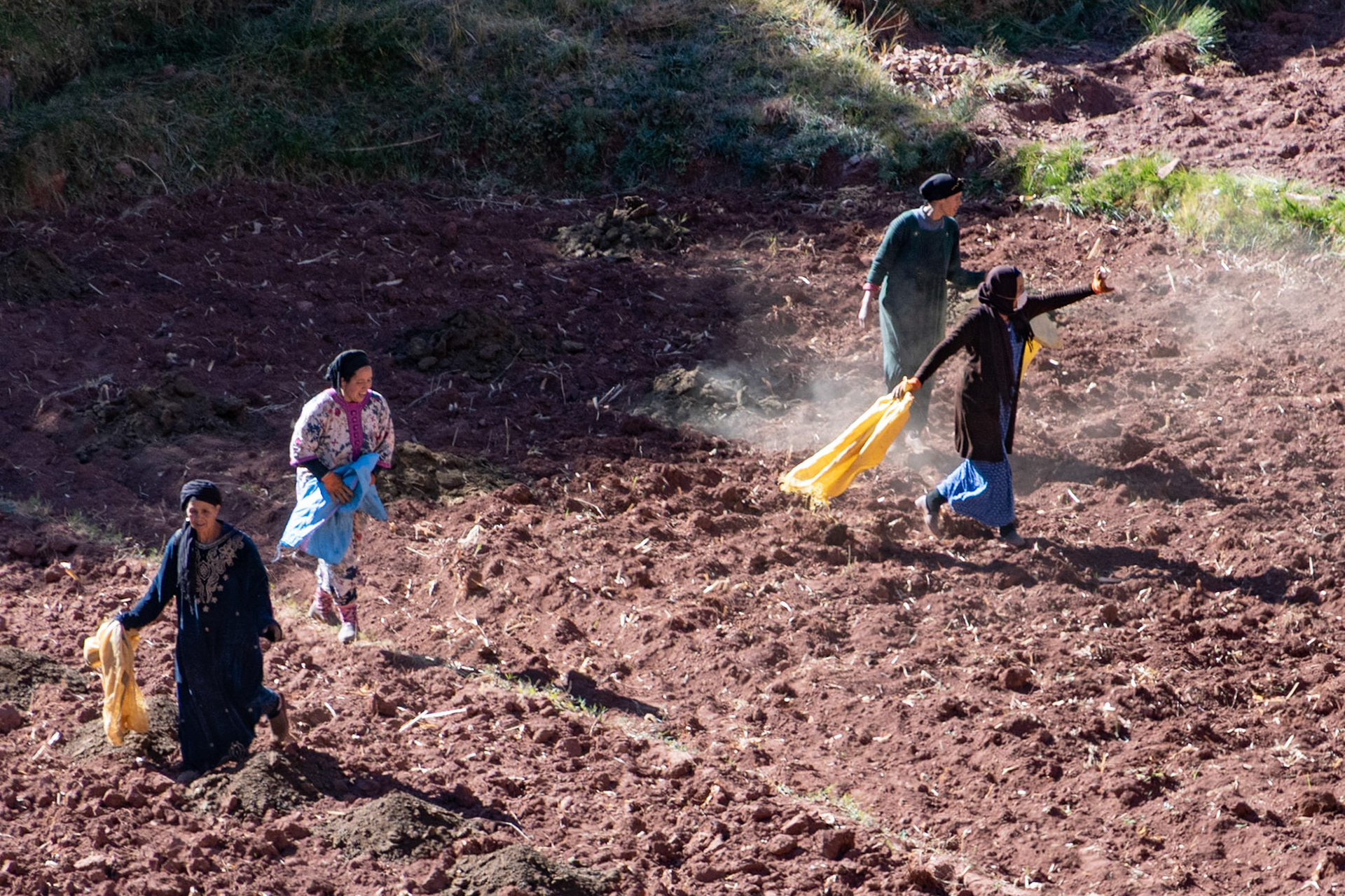 Spreading manure, near Tighza, Morocco