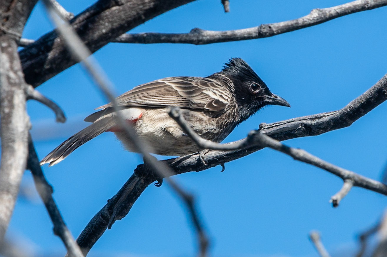 Red-vented Bulbul, Qurum, Muscat
