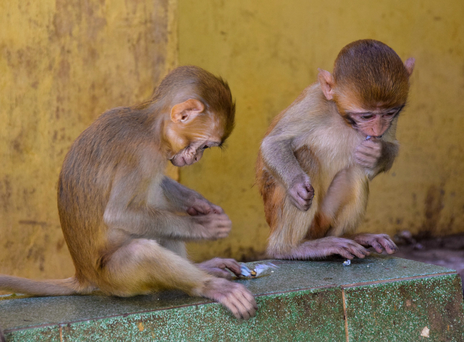 Rhesus macaques, Mount Popa, Myanmar