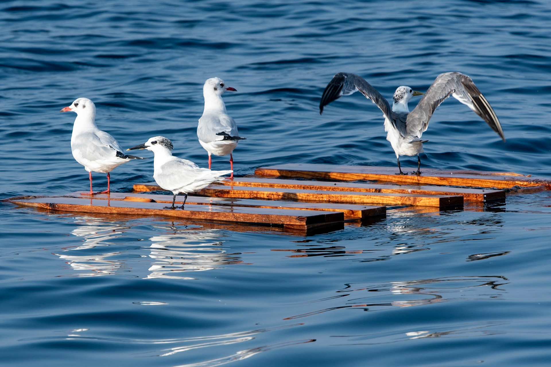 Terns and Gulls, Fjords, Khasab