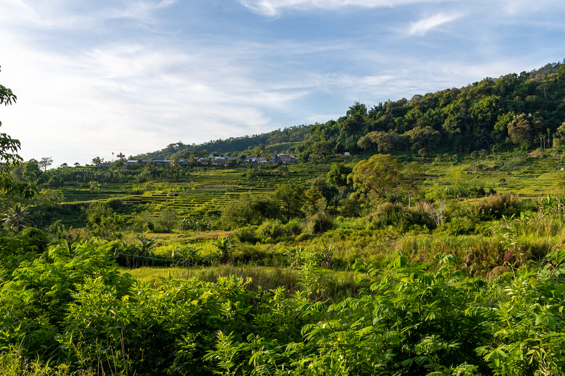 Padi fields, near Moni