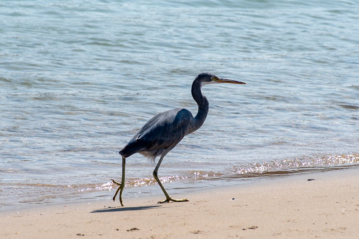Reef Heron, Sur
