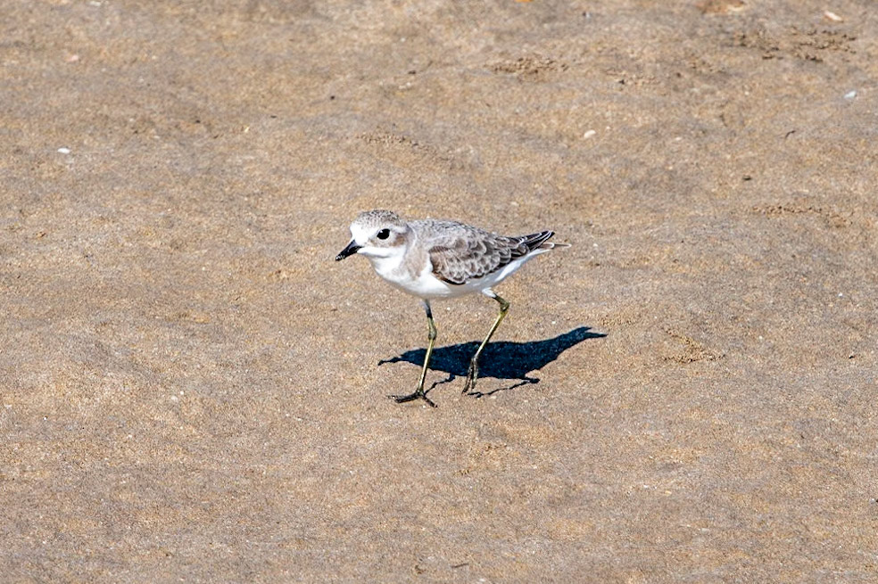 Greater Sand Plover (juv), Qurum, Muscat