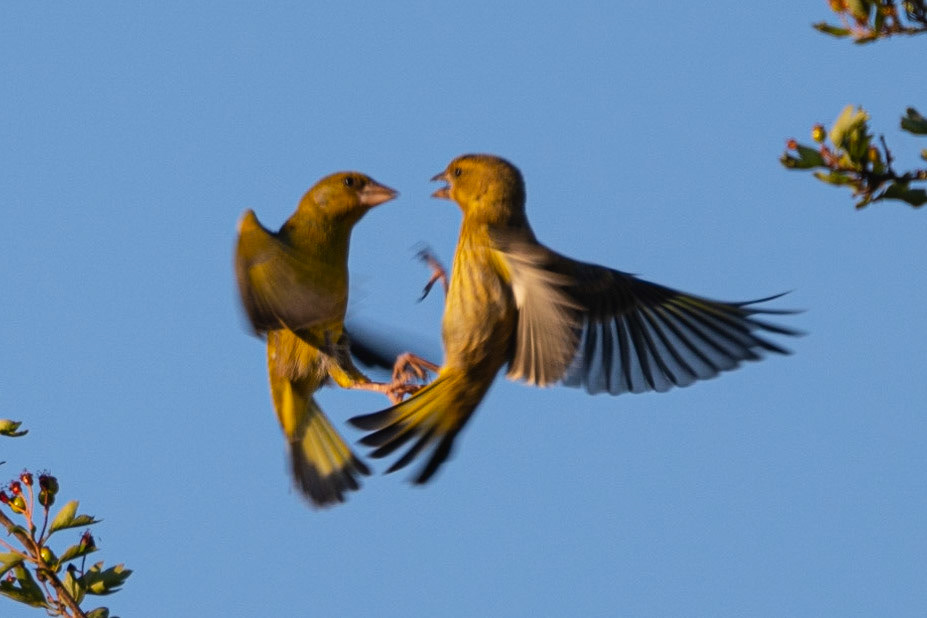 Greenfinches, Ham Lands, United Kingdom