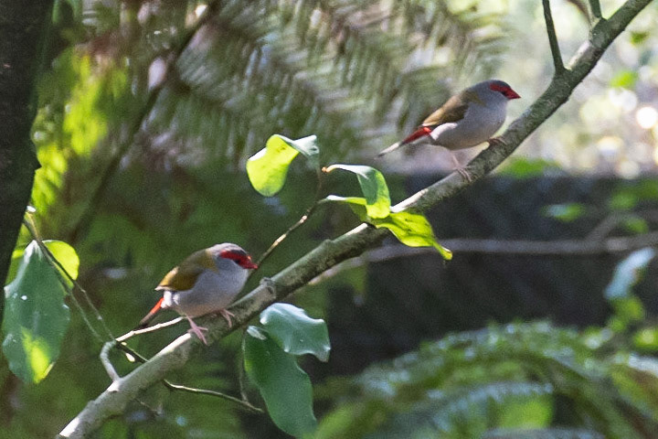 Red-browed Finch (cap), Healesville, Vic