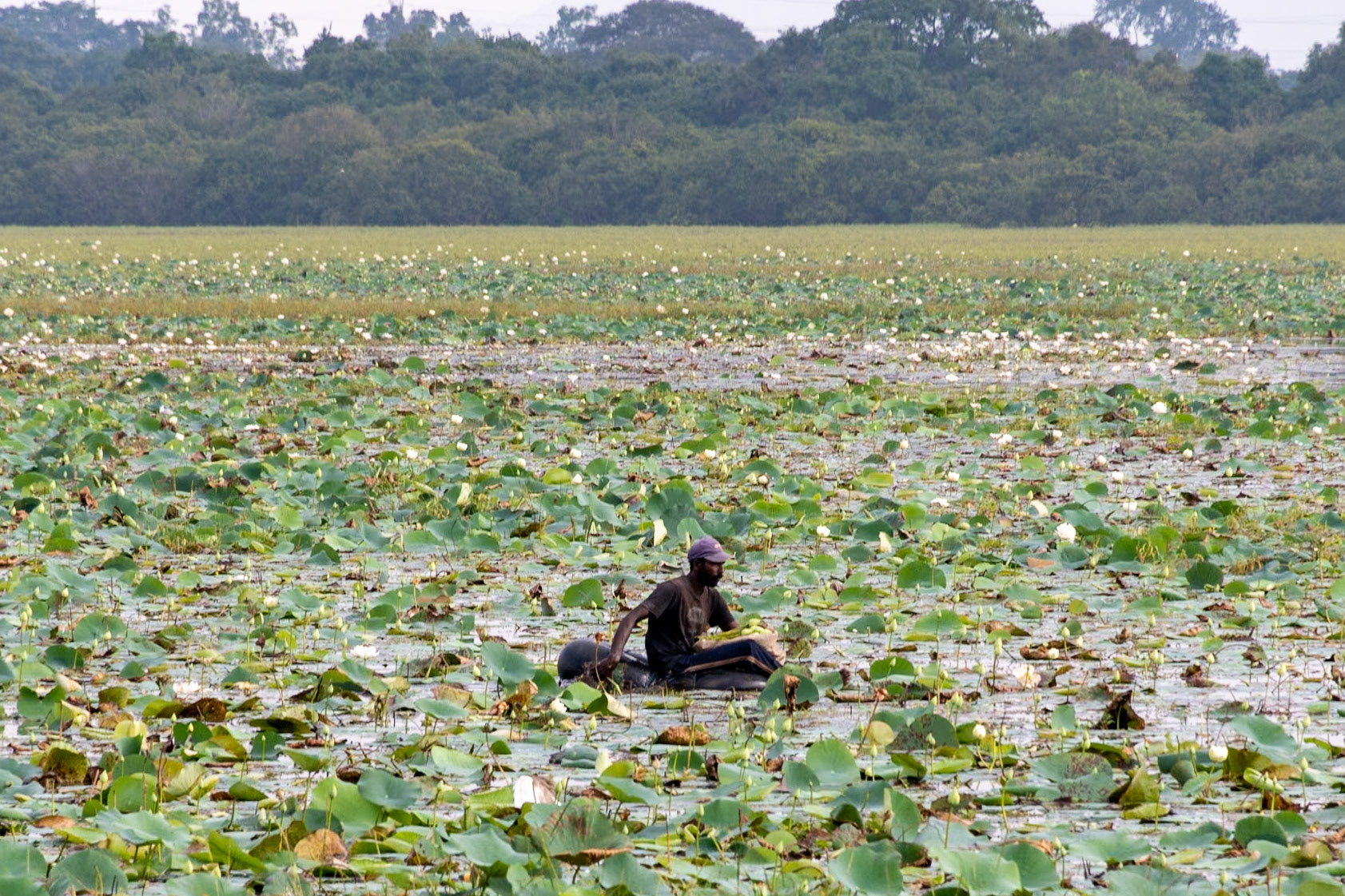 Man gathering flowers, en route to Sigiriya