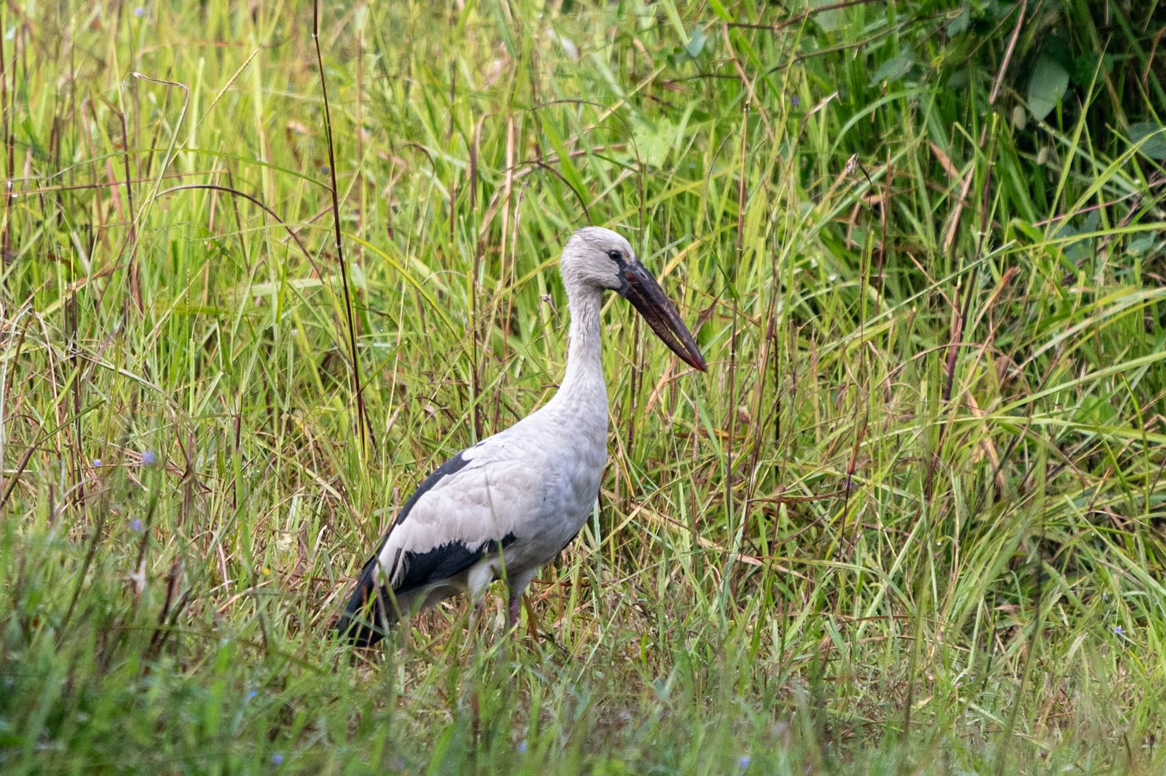 Asian Openbill, en route to Puducherry