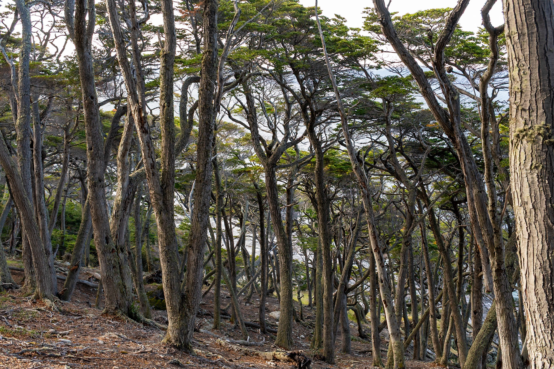 Beside Beagle Channel, Ushuaia