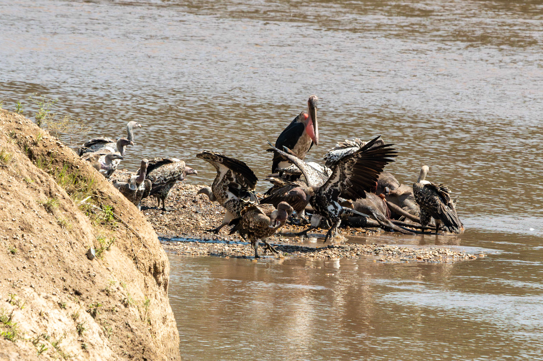Vultures and storks on carcass, Mara River, Maasai Mara