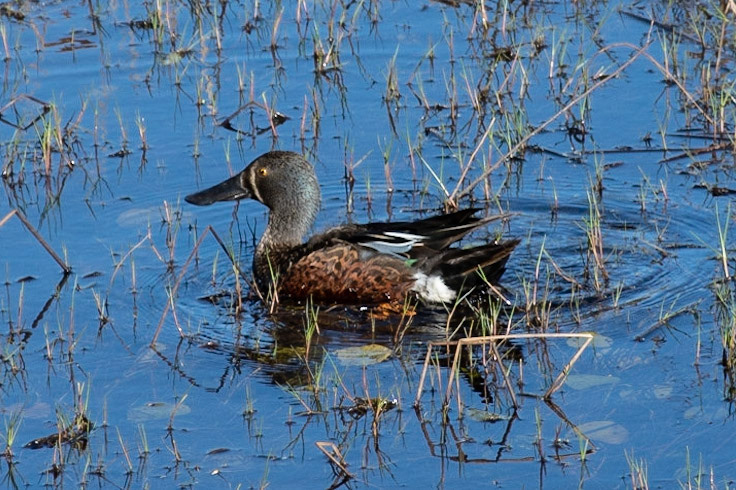 Australasian Shoveler, Perth, WA
