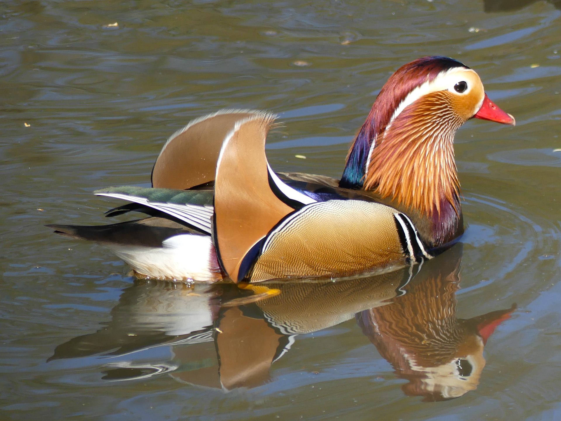 Mandarin Duck (m), Isabella Plantation, Richmond, UK