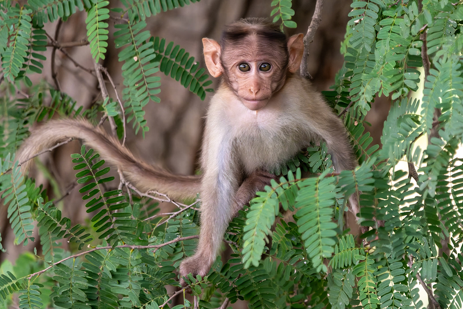 Bonnet macaque, en route to Thanjavur, India