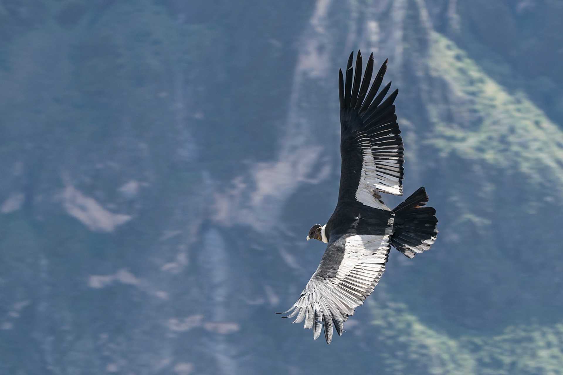 Condor, Colca Canyon, Peru