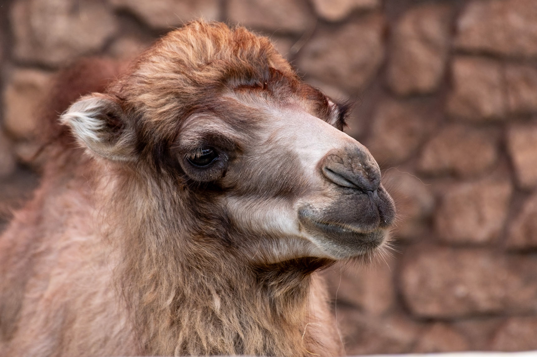 Bactrian camel, Ethnographic Museum, Qala